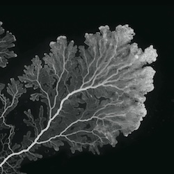 Presenting “THE LAST OF US: PART I AND PART II SCRIPTS"